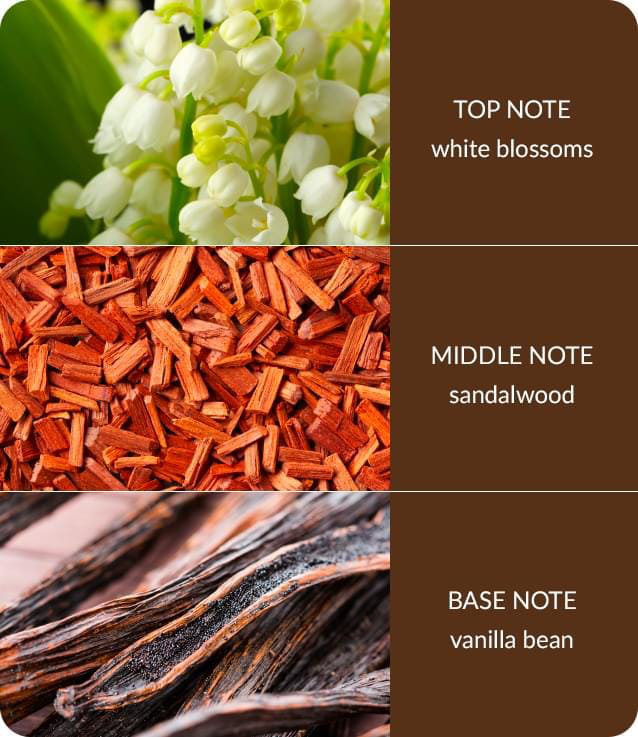 Bamboo Everyday Plant / Floral Oils & Scents