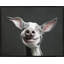 Tongue Out, Joy Out 2 - Framed-670337162