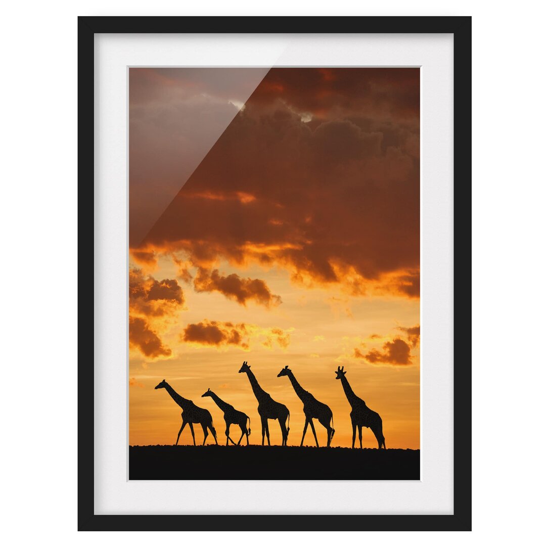 Gerahmtes Poster Five Giraffes