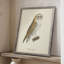 «French Owls VI», reproduction encadrée - bois massif