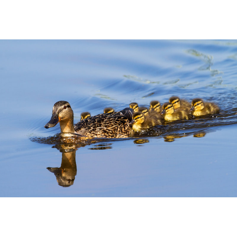 Duck Family - Photographie sur toile tendue, L 12 po x H 8 po