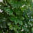 40'' Faux Ficus Plant in Ceramic Planter