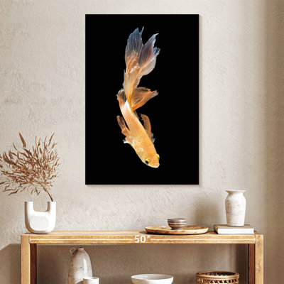 Plongée Brampt Betta