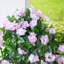 41 po Hibiscus artificiel résistant aux rayons UV (intérieur / extérieur) - ensemble de 2-534917082