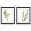 Earthtone Herbs II-ensemble de 2 reproductions d’art encadrées sur papier