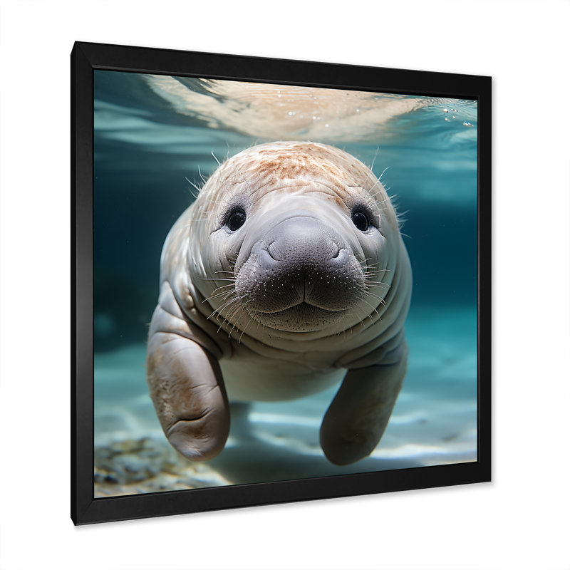 Curious Manatee Gaze III - Art mural lamantin, Cadre photo noir, H 36 po x l 36 po x P 1,5 po