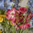 Mixed Arrangement in Vase