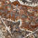 Jayveon Oriental Indoor Rug