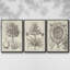 Fresco Crown Imperial II 3 pièces-97795113-97795111