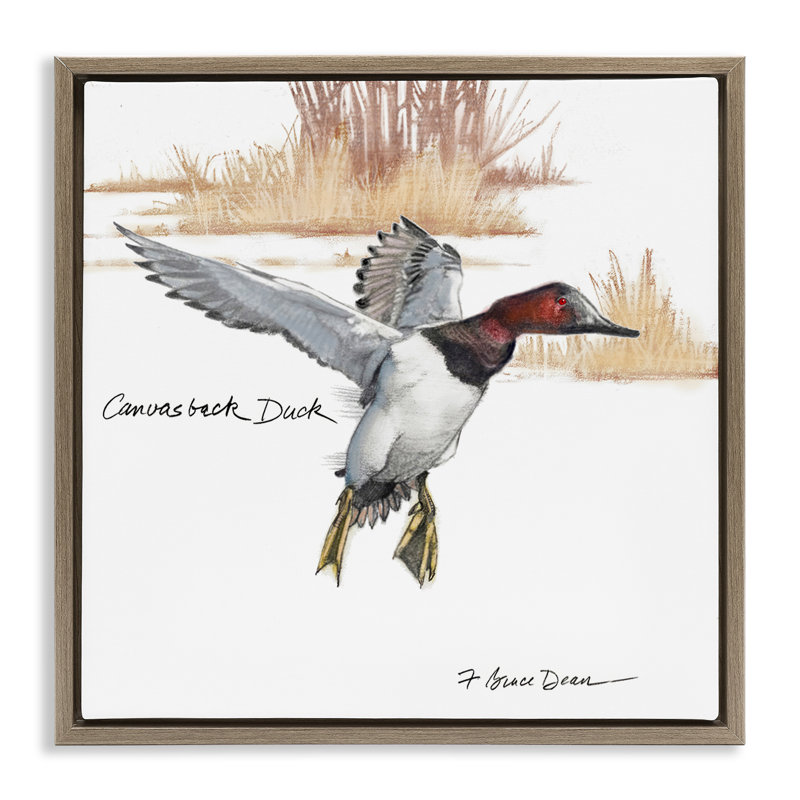 Art mural sur toile flottant, "Canvasback Duck Flying" encadré par Jadei, Cadre flottant orme Montalcino, H 18 po x l 18 po