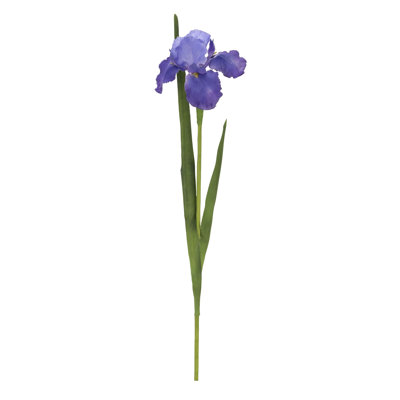 Iris-31 Inches Box Of 12