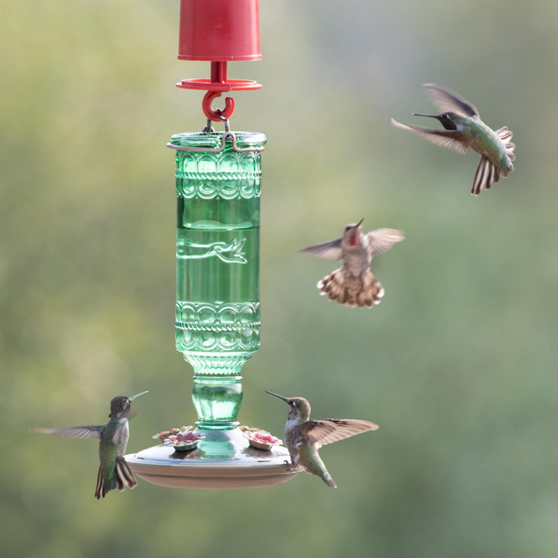 Mangeoire en verre pour colibris pour l'extérieur