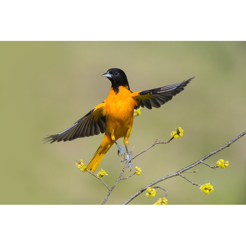 Oiseau mâle en vol par Pchoui, H 12 po x l 18 po