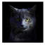 «Blue Cat» par Alain Grillet - reproduction de photo sur toile tendue-626050890