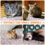 Velours imprimé animal-97639240-97639239