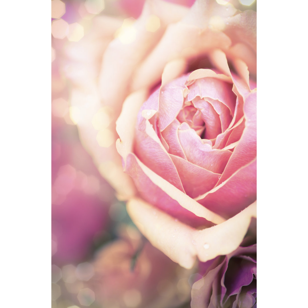 Rosie Pink I by Sonja Quintero - Wrapped Canvas Art Prints