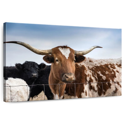 Beau longhorn tacheté