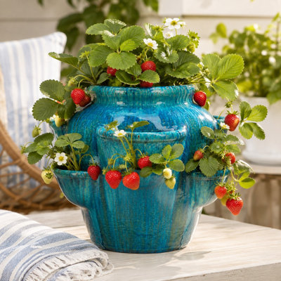 Pot à fraises - Bleu des Caraïbes