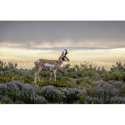 Pronghorn Antelope - Wrapped Canvas Print