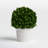 Travers Boxwood Topiary in Terracotta Pot-808365223