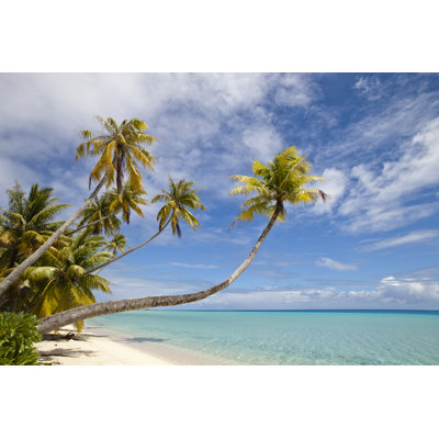 Palm Trees by Vladoskan - Wrapped Canvas Photograph