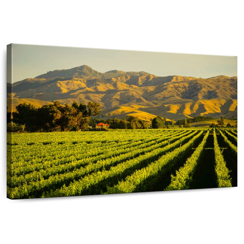 Alvord Blenheim Vineyard, H 30 po x l 45 po