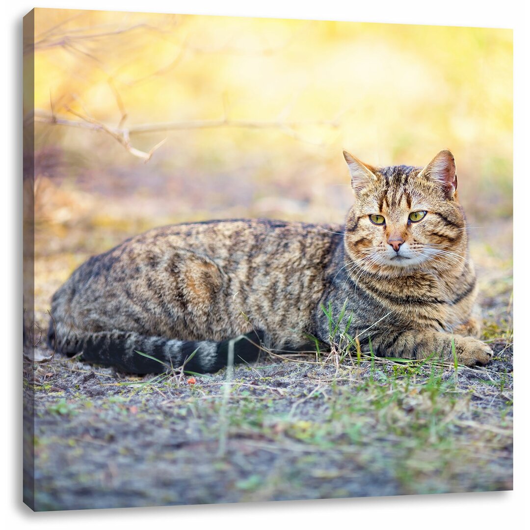 Leinwandbild Ruhende Katze im Wald