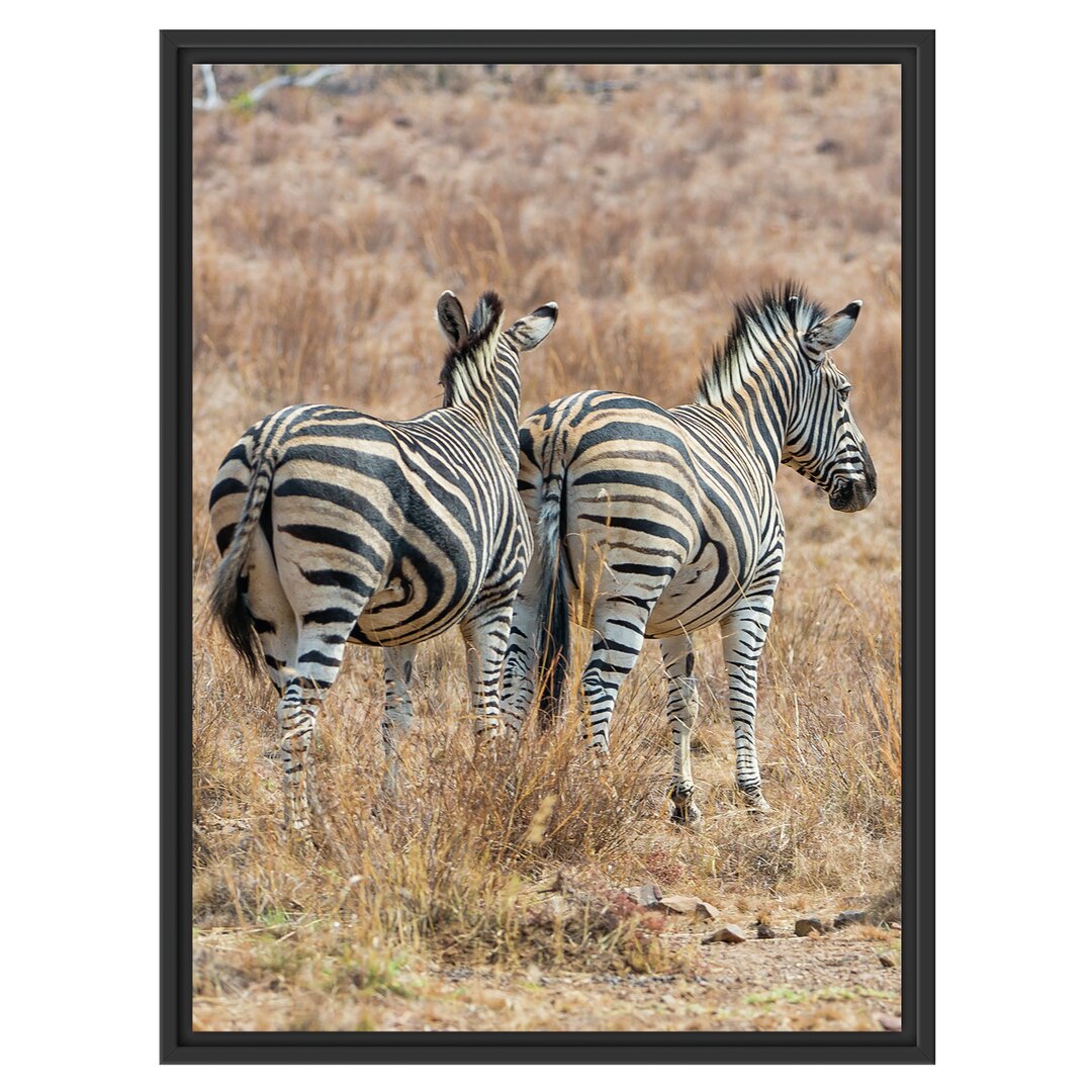 Gerahmtes Wandbild Zebraherde in Savanne