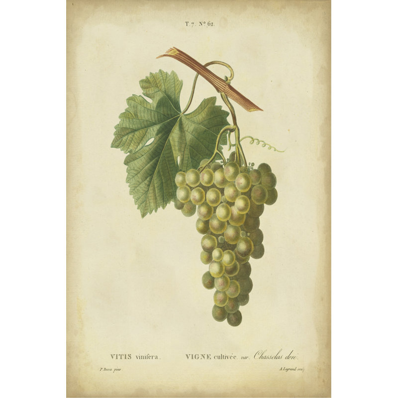 Antique Bessa Grapes II, peinture sur toile, H 48 po x l 32 po