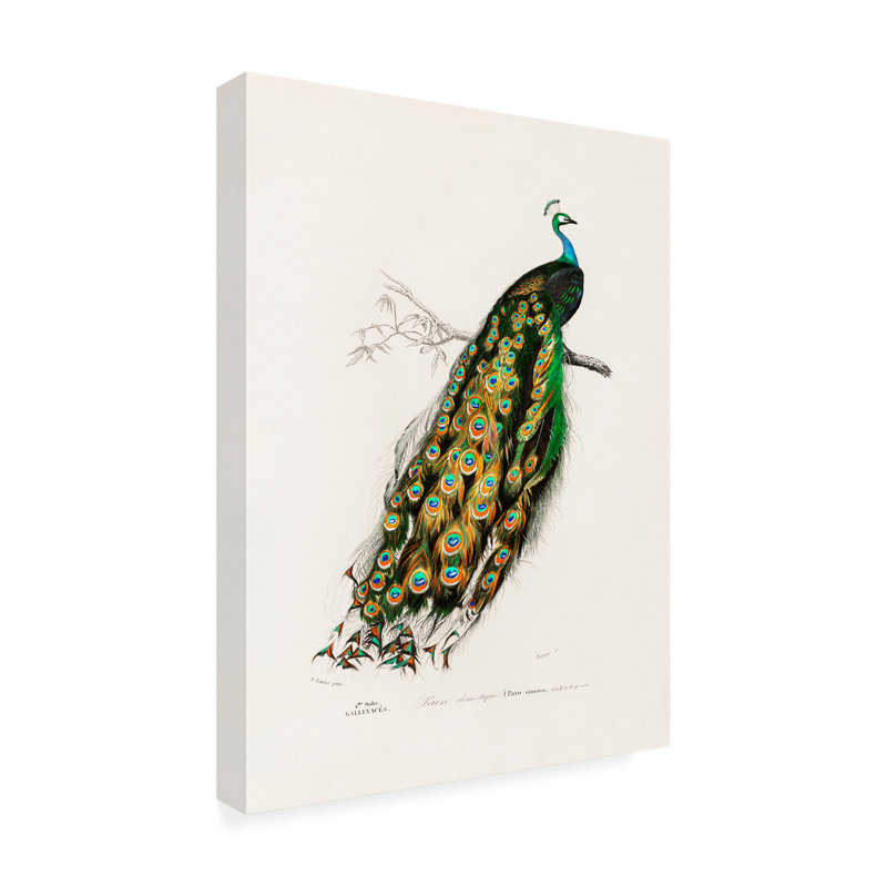 Œuvre sur toile, «Bachelo Charles Dessalines D Indian Peafowl», H 32 po x l 24 po