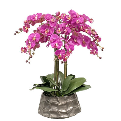 Orchid Stem in Pot