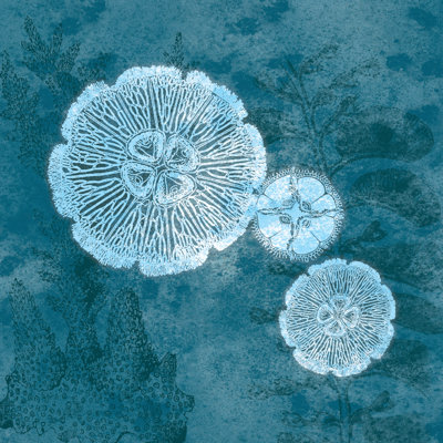 Jelly Fish - Wrapped Canvas Print