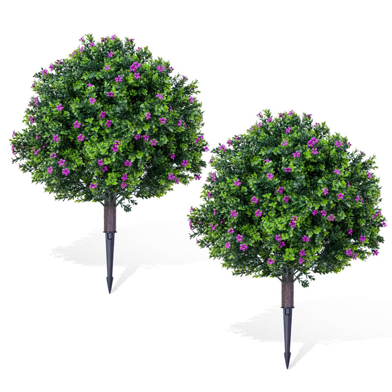 60cm Plant