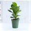 Live Fiddle Leaf Fig Plant, 6" Diameter
