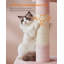 101cm H Cat Tree-104950504