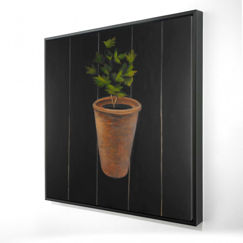 "Plante de persil"