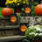Jack O' Lantern Battery Operated Luminaria Kit with Timer - 6 Count
