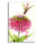 Libellule et zinnia par Dawn Derman - impression sans cadre-480935833