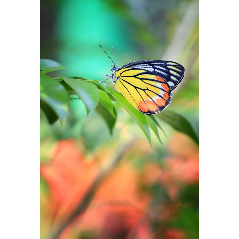 Laketon Closeup Of Butterfly - Wrapped Canvas Print, 46cm H x 30cm W x 3.8cm D