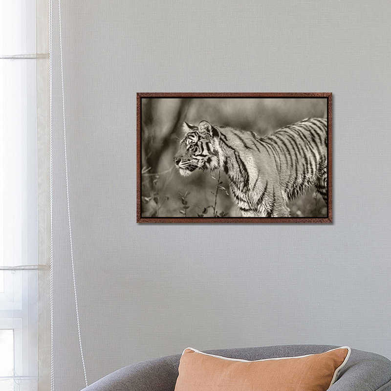 Siberian Tiger sub-adult, native to Russia 1 Piece Wall Art on Canvas, 66.04 cm H x 45.72 cm W, Classic Wood Framed