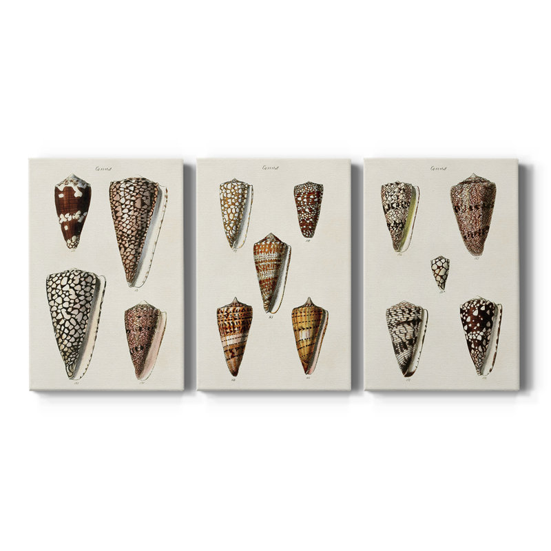 Cone Shell Collection I - Toile tendue avec châssis sur mesure - 3 pièces