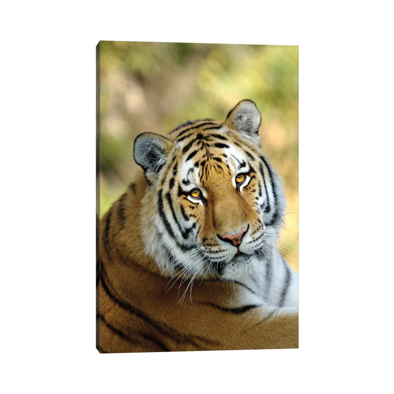 Tiger XII by Goran Anastasovski - Wrapped Canvas Print, 20.32 cm H x 30.48 cm W