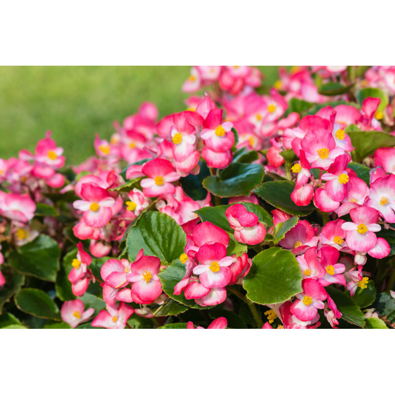 «Pink Begonias In Bloom» par - Photographie sur toile tendue, H 8 po x l 12 po