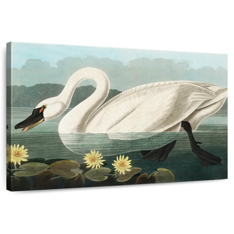 Brampt Common American Swan, 32" H x 48" W