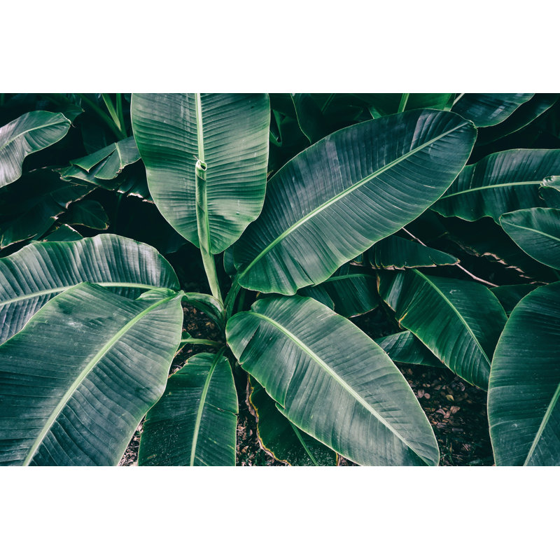 Tropical Banana Palm Leaf by Pernsanitfoto - Wrapped Canvas Print, 51cm H x 76cm W