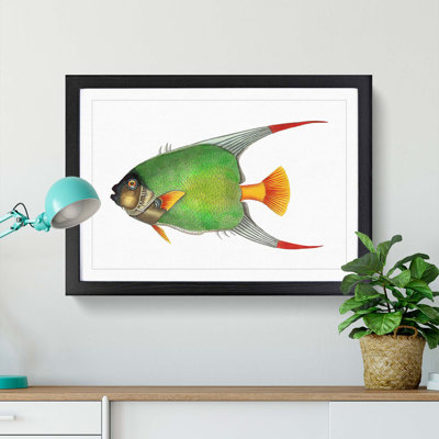 Angelfish by George Shaw - Framed Print