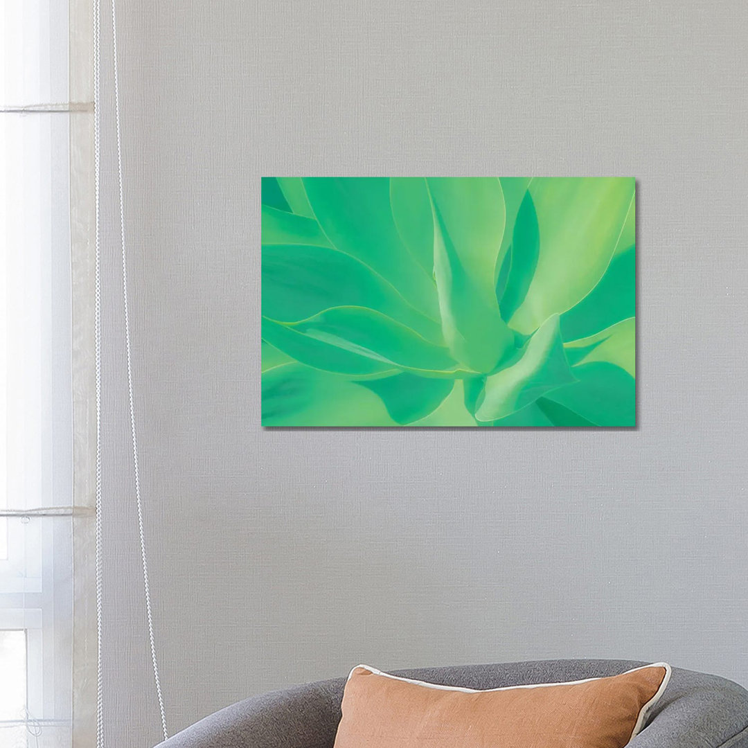 Aloe Vera Plant by Beli - Wrapped Canvas Print