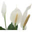 Peace Lily in Nursery Pot
