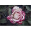 Vintage And Variagated by Leda Robertson - Wrapped Canvas Print-356137915