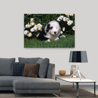 Vieil chiot berger anglais couché dans l'herbe avec des marguerites rétro, art mural rétro
